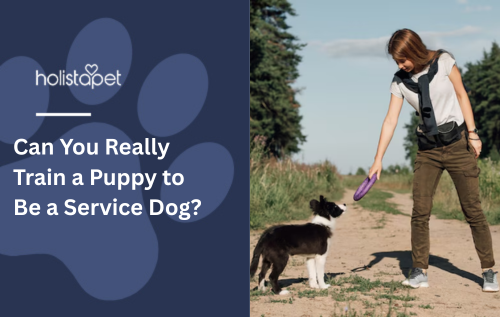 Can You Really Train a Puppy to Be a Service Dog?