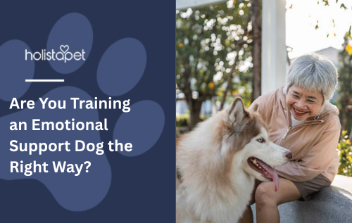 Are You Training an Emotional Support Dog the Right Way?