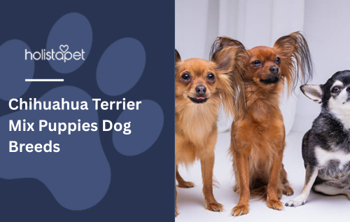 Chihuahua Terrier Mix Puppies Dog Breeds