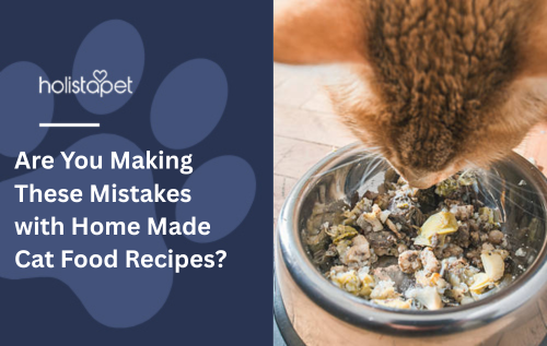 Are You Making These Mistakes with Home Made Cat Food Recipes?