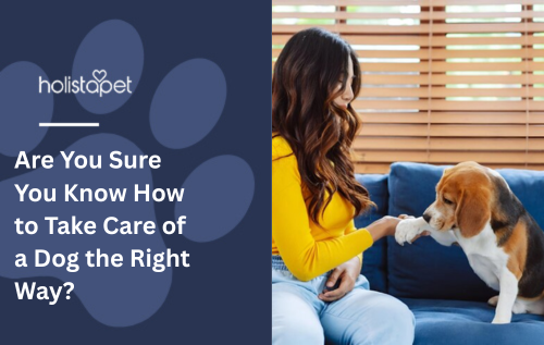 Are You Sure You Know How to Take Care of a Dog the Right Way?