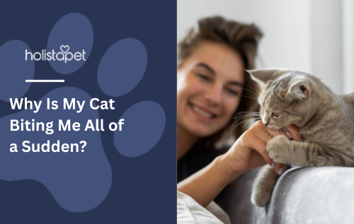 Why Is My Cat Biting Me All of a Sudden?