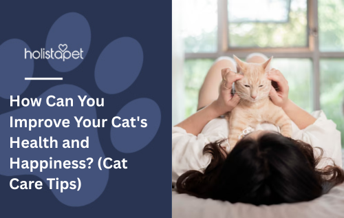 How Can You Improve Your Cat's Health and Happiness? (Cat Care Tips)