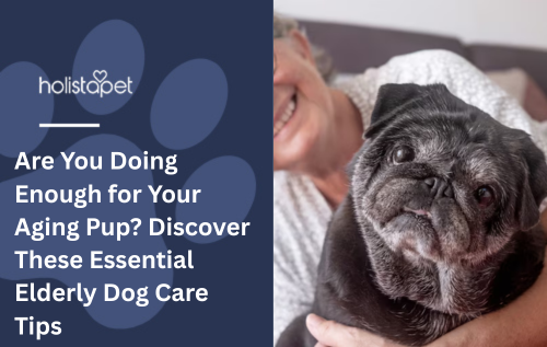 Are You Doing Enough for Your Aging Pup? Discover These Essential Elderly Dog Care Tips