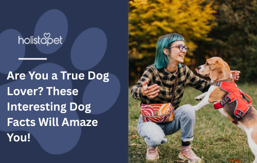 Are You a True Dog Lover? These Interesting Dog Facts Will Amaze You!