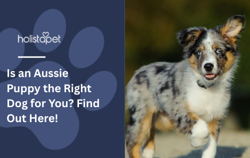 Is an Aussie Puppy the Right Dog for You? Find Out Here!