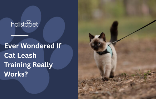 Ever Wondered If Cat Leash Training Really Works?