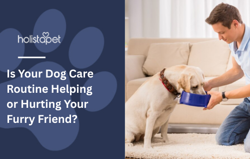 Is Your Dog Care Routine Helping or Hurting Your Furry Friend?