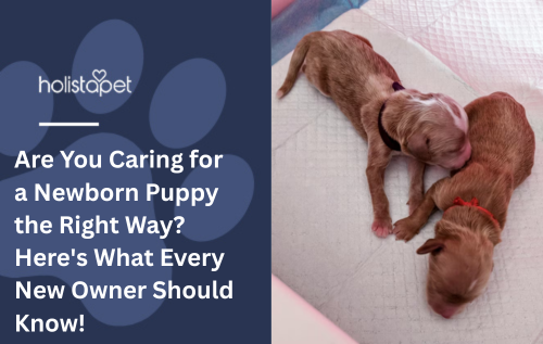 Are You Caring for a Newborn Puppy the Right Way? Here's What Every New Owner Should Know!