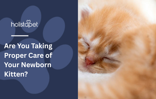 Are You Taking Proper Care of Your Newborn Kitten?