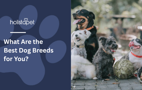 What Are the Best Dog Breeds for You?