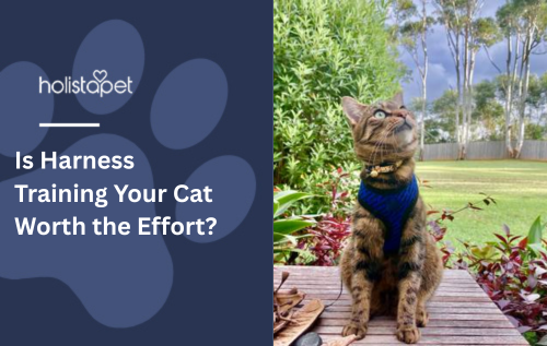 Is Harness Training Your Cat Worth the Effort?