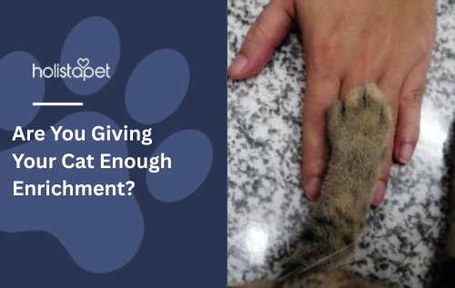 Are You Giving Your Cat Enough Enrichment?