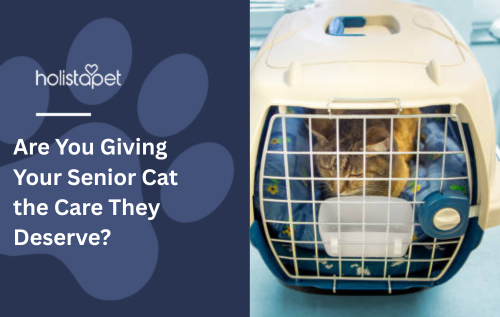 Are You Giving Your Senior Cat the Care They Deserve?
