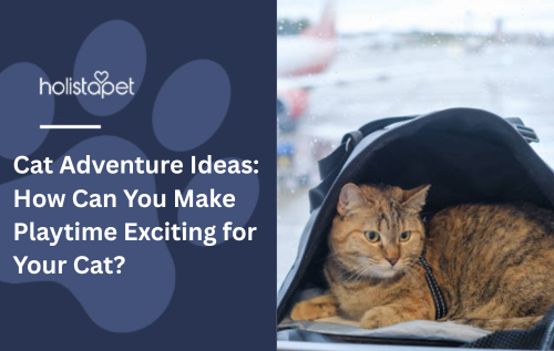 Cat Adventure Ideas: How Can You Make Playtime Exciting for Your Cat?