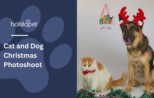 Cat and Dog Christmas Photoshoot