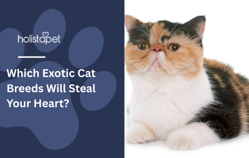 Which Exotic Cat Breeds Will Steal Your Heart?