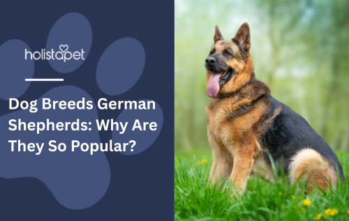 Dog Breeds German Shepherds: Why Are They So Popular?