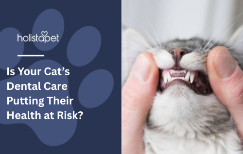 Is Your Cat’s Dental Care Putting Their Health at Risk?