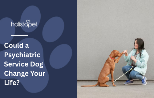Could a Psychiatric Service Dog Change Your Life?