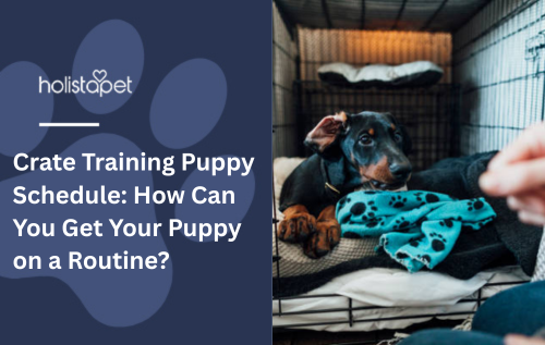 Crate Training Puppy Schedule: How Can You Get Your Puppy on a Routine?