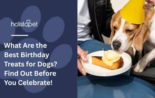 What Are the Best Birthday Treats for Dogs? Find Out Before You Celebrate!