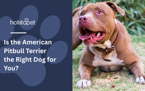 Is the American Pitbull Terrier the Right Dog for You?