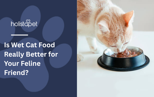 Is Wet Cat Food Really Better for Your Feline Friend?