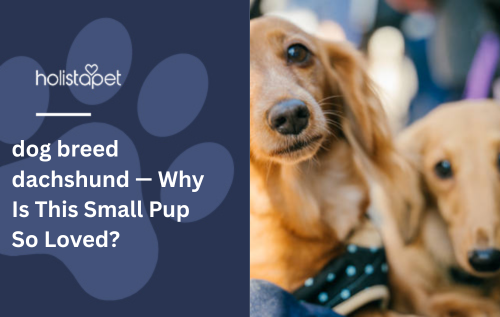 dog breed dachshund — Why Is This Small Pup So Loved?