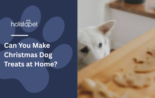Can You Make Christmas Dog Treats at Home?