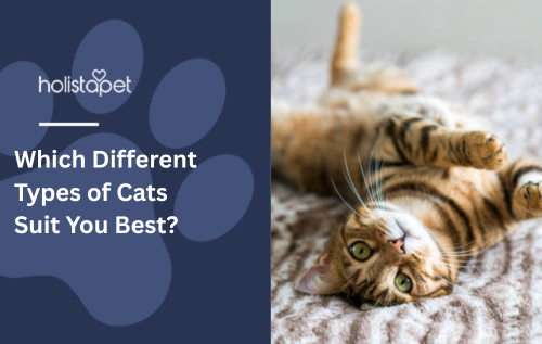 Which Different Types of Cats Suit You Best?
