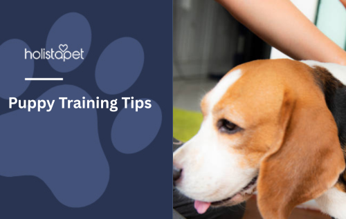 Puppy Training Tips