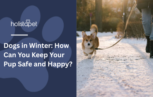 Dogs in Winter: How Can You Keep Your Pup Safe and Happy?