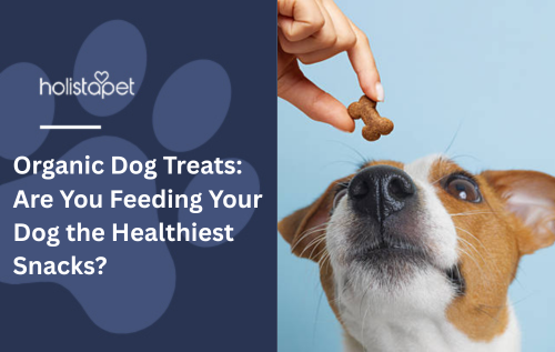 Organic Dog Treats: Are You Feeding Your Dog the Healthiest Snacks?