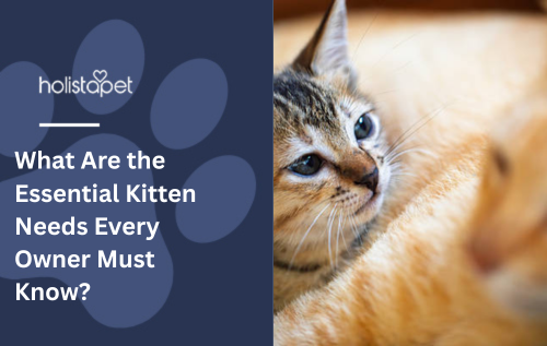 What Are the Essential Kitten Needs Every Owner Must Know?