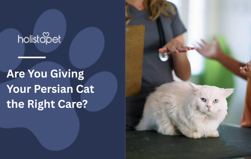 Are You Giving Your Persian Cat the Right Care?