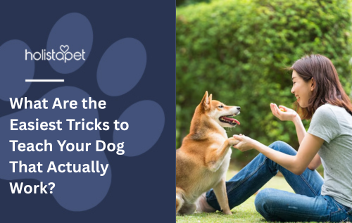 What Are the Easiest Tricks to Teach Your Dog That Actually Work?