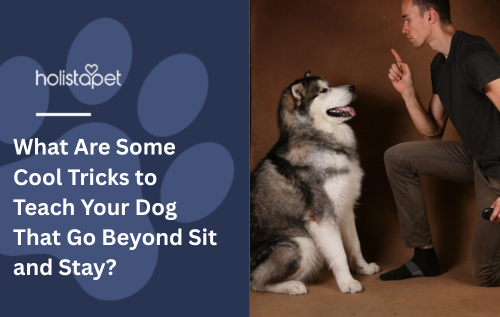 What Are Some Cool Tricks to Teach Your Dog That Go Beyond Sit and Stay?