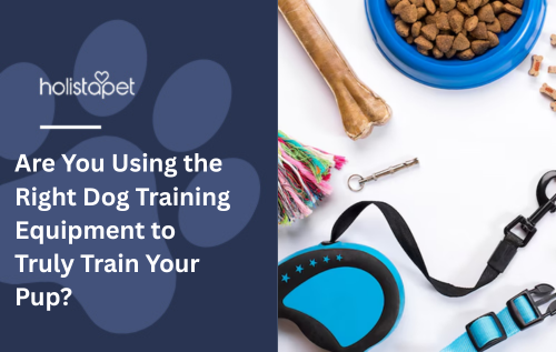 Are You Using the Right Dog Training Equipment to Truly Train Your Pup?