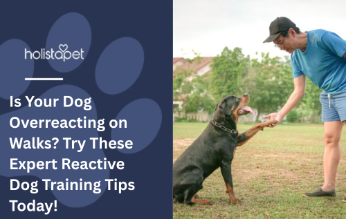 Is Your Dog Overreacting on Walks? Try These Expert Reactive Dog Training Tips Today!