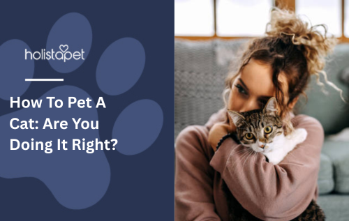 How To Pet A Cat: Are You Doing It Right?