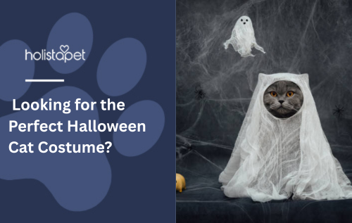 Looking for the Perfect Halloween Cat Costume?