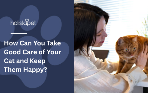 How Can You Take Good Care of Your Cat and Keep Them Happy?