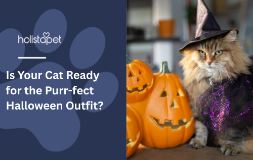 Is Your Cat Ready for the Purr-fect Halloween Outfit?