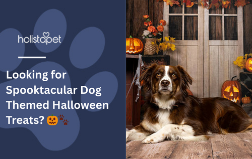 Looking for Spooktacular Dog Themed Halloween Treats? 🎃🐾