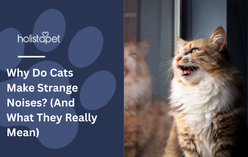 Why Do Cats Make Strange Noises? (And What They Really Mean)