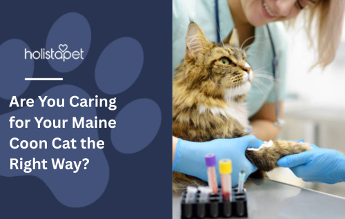 Are You Caring for Your Maine Coon Cat the Right Way?