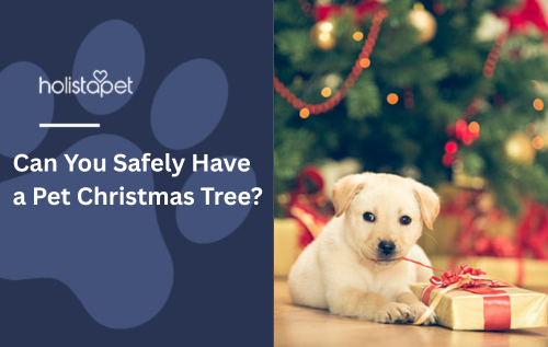 Can You Safely Have a Pet Christmas Tree?
