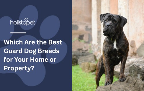 A black dog standing outside.