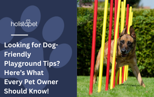 Looking for Dog-Friendly Playground Tips? Here’s What Every Pet Owner Should Know!